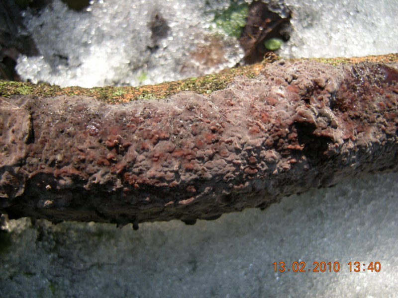 crosta porporacea